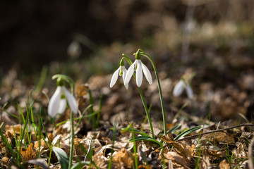 White snowdrops in the sun in the forest of Crimea