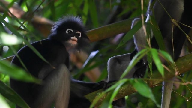 Dusky Leaf Monkey, Trachypithecus obscurus, sitting on a bamboo curiously looked down and focused its attention to another which is out of the frame.