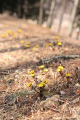 武石唐沢福寿草群生地 福寿草