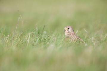 A common kestrel viewed from a low angle resting in the grass in Germany.