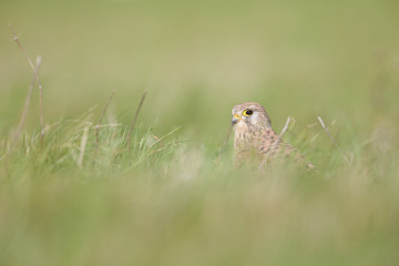 A common kestrel viewed from a low angle resting in the grass in Germany.
