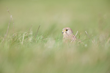 A common kestrel viewed from a low angle resting in the grass in Germany.