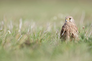 A common kestrel viewed from a low angle resting in the grass in Germany.