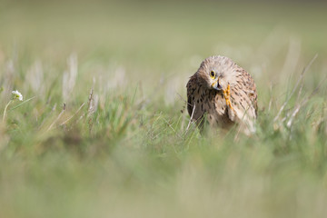A common kestrel viewed from a low angle streching and preening in the grass in Germany.