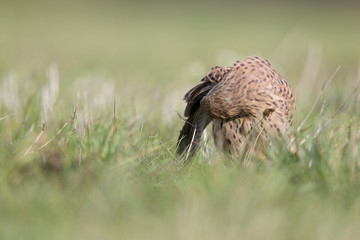 A common kestrel viewed from a low angle streching and preening in the grass in Germany.