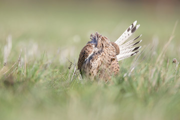 A common kestrel viewed from a low angle streching and preening in the grass in Germany.