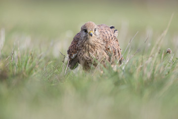 A common kestrel viewed from a low angle streching and preening in the grass in Germany.