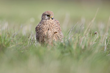 A common kestrel viewed from a low angle resting in the grass in Germany.