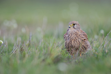 A common kestrel viewed from a low angle resting in the grass in Germany.