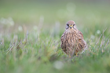 A common kestrel viewed from a low angle resting in the grass in Germany.