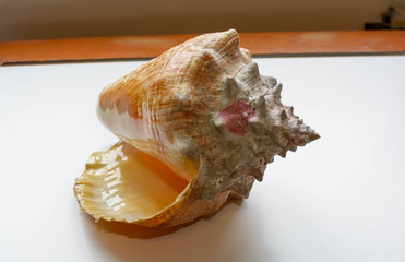 sea shell on white background
