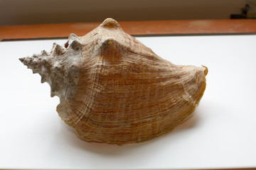 sea shell on white background