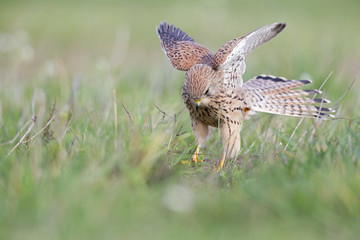 A common kestrel viewed from a low angle streching and preening in the grass in Germany.