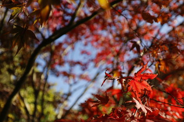 autumn leaves on tree