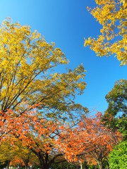 晩秋の公園の木々