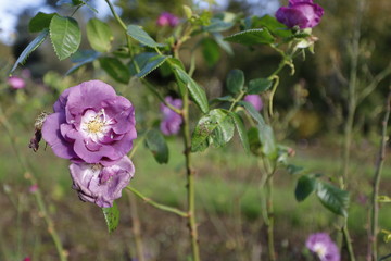 purple flowers in the garden