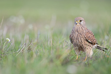 A common kestrel viewed from a low angle resting in the grass in Germany.