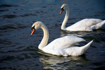 Close-up view of two white swans swimming in the Danube river. Image