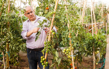 Man cutting tomatoes plants