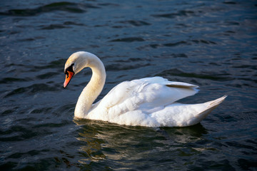 Close-up view of a lone white swan swimming in the Danube river. Image