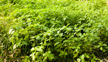 White jute plantation in greenhouse