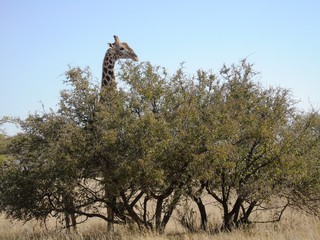 Giraffe in Dronfield Nature Reserve