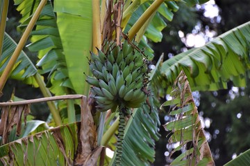 Green bananas growing on tree in plantation