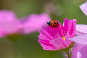 ladybug on cosmos flower