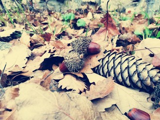 Autumn ground natural decoration background with dry fall leaves pine cone, acorn and oak nuts