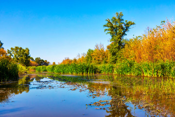 Fototapeta na wymiar Details of the wetland landscape. Imperial Pond nature reserve. Carska Bara, Vojvodina, Serbia. Image