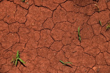 Dry cracked earth drought scene