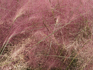 (Muhlenbergia capillaris) Hairawn muhly grass exploding into pink frothy cotton in the meadow 