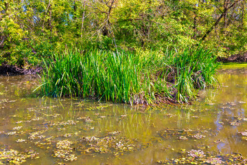 Details of the wetland landscape. Imperial Pond nature reserve. Carska Bara, Vojvodina, Serbia. Image