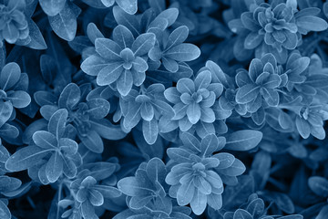 Background of the blue foliage.