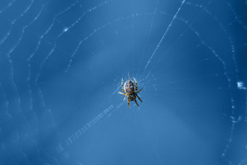 Macro shot of a spider sitting on its web. Blue background.