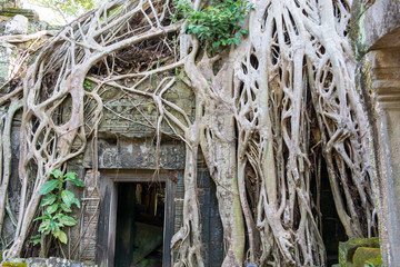 a trip to Angkor wat in cambodia, an ancient  treasure place covered by nature and huge trees 