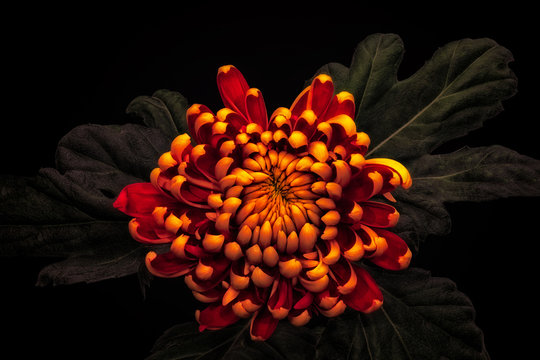 low key yellow red chrysanthemum with green leaves blossom macro on black background