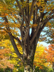 朝の木漏れ日にあたる公園の欅