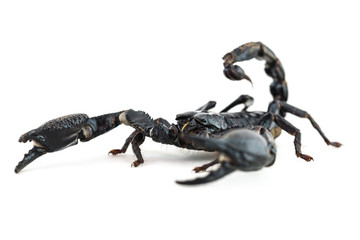 Close up scorpion on white background