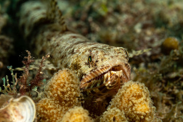 The surprising underwater world of the Indian and Pacifical Oceans