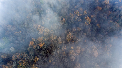 Clouds and mist and smoke from burning trees and fires shrouds a autumn forest in Switzerland. The...