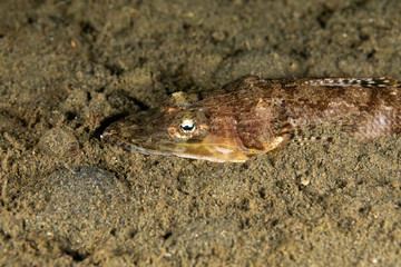 The surprising underwater world of the Indian and Pacifical Oceans