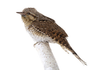 Eurasian wryneck (Jynx torquilla) isolated on a white background
