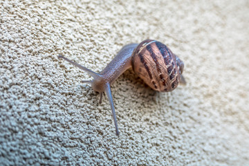 Snail crawling on the textured wall