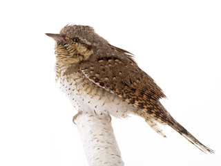 Eurasian wryneck (Jynx torquilla) isolated on a white background