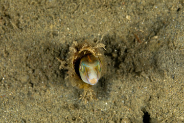 The surprising underwater world of the Indian and Pacifical Oceans