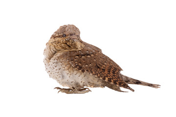 Eurasian wryneck (Jynx torquilla) isolated on a white background