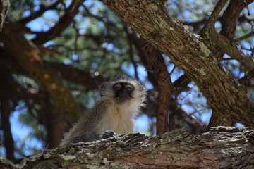 Vervet monkey in tree 