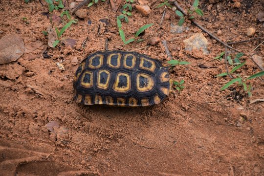Leopard tortoise in the wild closeup