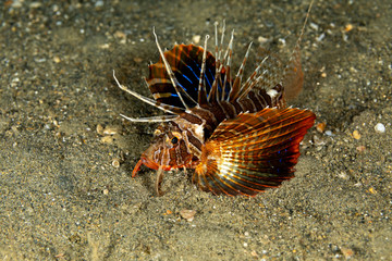 The surprising underwater world of the Indian and Pacifical Oceans